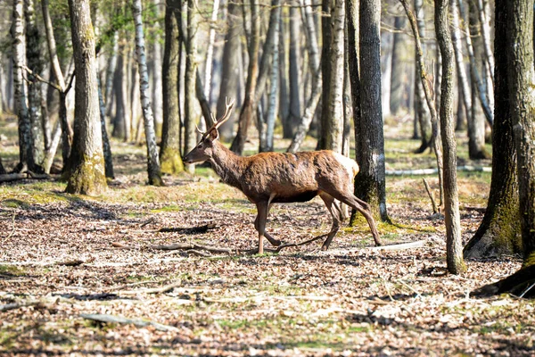 Ελάφια Στο Δάσος Fontainebleau — Φωτογραφία Αρχείου