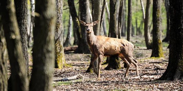 Ελάφια Στο Δάσος Fontainebleau — Φωτογραφία Αρχείου