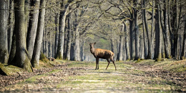 Jelenie Lesie Fontainebleau — Zdjęcie stockowe