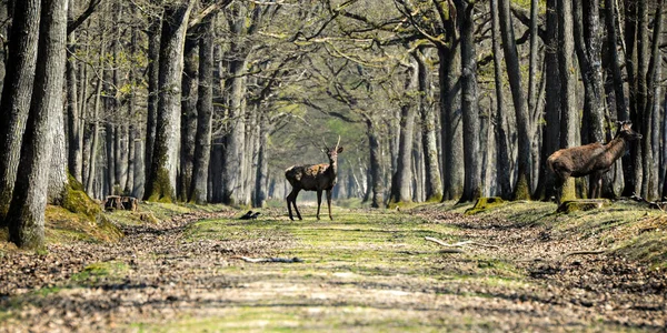 Ελάφια Στο Δάσος Fontainebleau — Φωτογραφία Αρχείου