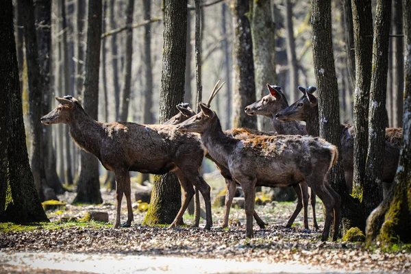 Ελάφια Στο Δάσος Fontainebleau — Φωτογραφία Αρχείου