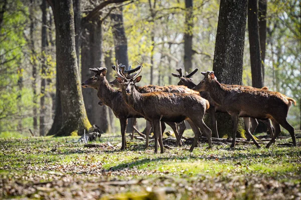 Ελάφια Στο Δάσος Fontainebleau — Φωτογραφία Αρχείου