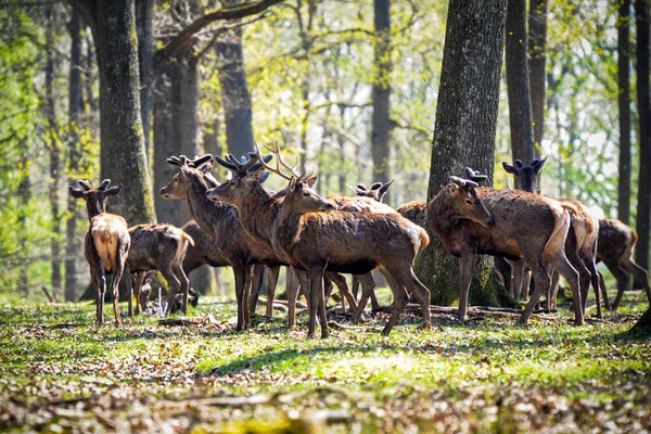 Jelenie Lesie Fontainebleau — Zdjęcie stockowe