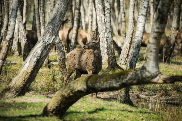 Ελάφια Στο Δάσος Fontainebleau — Φωτογραφία Αρχείου