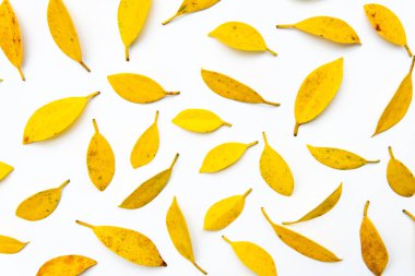 sarı yaprak arka plan. Sarı ve turuncu yaratıcı sonbahar desen beyaz zemin üzerine bırakır. Düz yatıyordu.