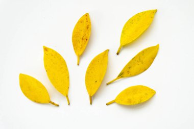 Yaratıcı düzenleme sarı yaprak. Sonbahar sonbahar desen beyaz zemin üzerine sarı yaprakların. Düz yatıyordu.