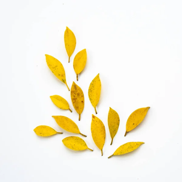 Творческая Композиция Желтый Leaf Autumn Рисунок Падения Желтых Листьев Белом — стоковое фото