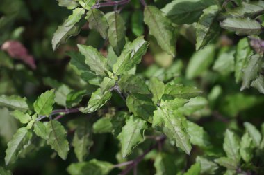 Kutsal fesleğen (Ocimum tenuiflorum) .düşlüyorum yapraklı bitki. Kutsal fesleğen parçasıdır gıdaların Thailand.Thai fesleğen popüler unsurlarıdır.