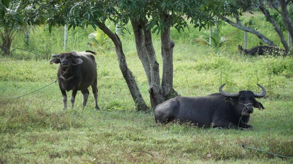 water buffalo or domestic Asian water buffalo is a large bovid originating in South Asia