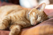 Ginger cat sleep in cozy bed.Perfect dream concept.Soft Focus.