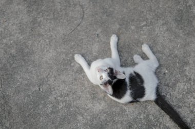 Sokak kedisi. Evcil Siyah-Beyaz Kedi..