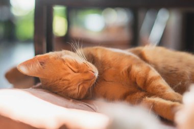 Kızıl kedi rahat bir yatakta uyur. Mükemmel bir rüya kavramı. Odaklan..