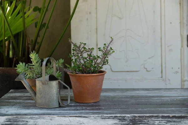 Rumah hijau untuk tanaman kaktus growth.Glasshouse untuk berkebun . — Stok Foto