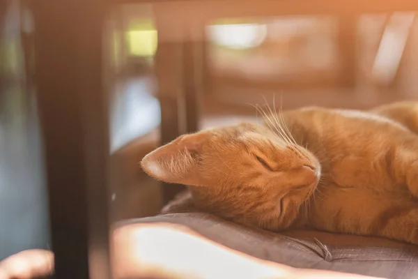 Ginger kucing tidur di tempat tidur yang nyaman. Sempurna mimpi konsepsi. Soft Fokus . Stok Gambar Bebas Royalti