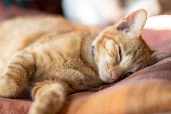 Ginger kucing tidur di tempat tidur yang nyaman. Sempurna mimpi konsepsi. Soft Fokus . Stok Foto