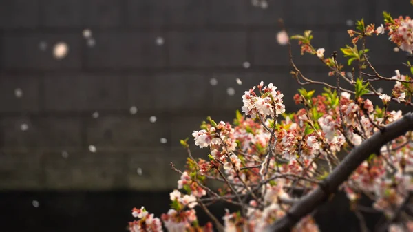 Rosafarbene Kirschblüten — Stockfoto