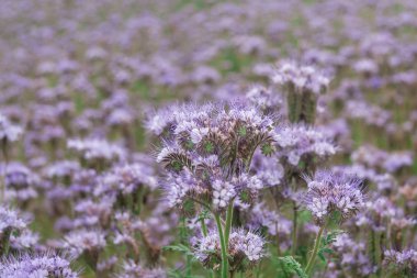 Mavi phacelia (Phacelia Tanacetifolia) olarak da bilinen solucan otu Balsamik. Kepek aileden bir - yıl yaşlı, melliferous bir bitki. Bazen yeşil gübre için yem için ekili.