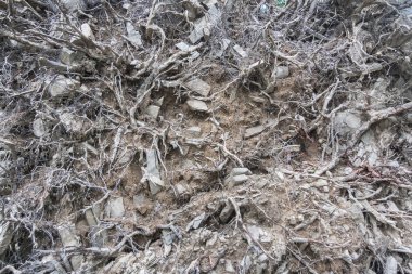 Düşmüş bir ağacın kök sistemi. Benzersiz bir arka plan.