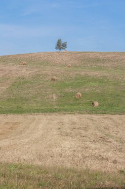 Tepenin üstünde yalnız bir ağaç ve yamaç üzerinde saman balyaları ile hasat sonra tepenin pastoral bir fotoğraf. Güzel bir arka plan.