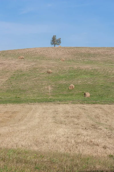 Idyllic Photo Hill Harvest Lonely Tree Top Bales Straw Slope — Stock Photo, Image