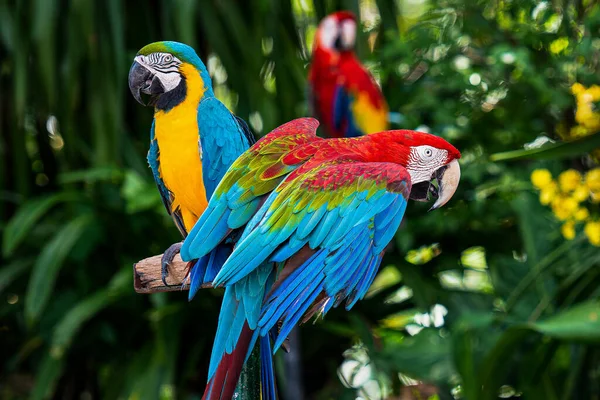 Macaw Papuga Drewnie — Zdjęcie stockowe