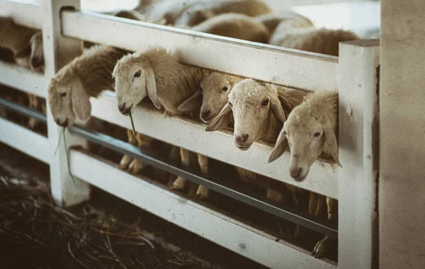 Ganadería Ovina Para Producción Leche Lana —  Fotos de Stock