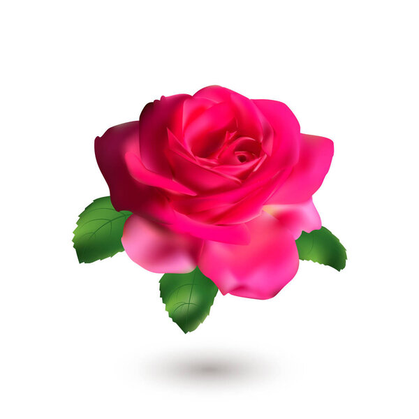 Pink rose with green leaves isolated on white background. Love symbol.