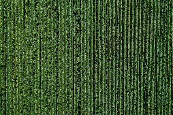 Campos Agrícolas Cénicos Vista Aérea — Fotografia de Stock