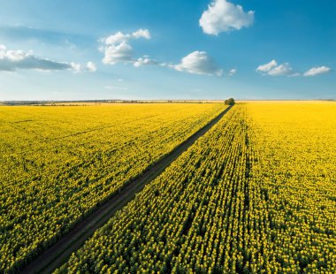 Doğal toprak yol ile ayçiçeği alanlar. Havadan görünümü.