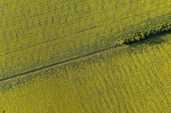 Malebné Polní Cestě Přes Oblasti Hospodářství Letecký Pohled — Stock fotografie