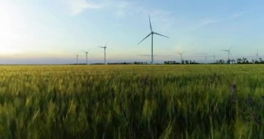 Yeşil buğday tarlasında elektrik üretimi için yel değirmenleri grubu