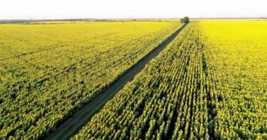 Doğal toprak yol ile ayçiçeği alanlar. Havadan görünümü.