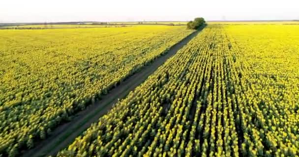 Der Landschaftlich Reizvolle Feldweg Durch Sonnenblumenfelder Luftbild — Stockvideo