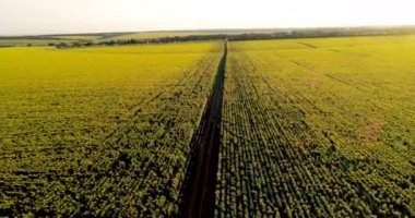 Doğal toprak yol ile ayçiçeği alanlar. Havadan görünümü.