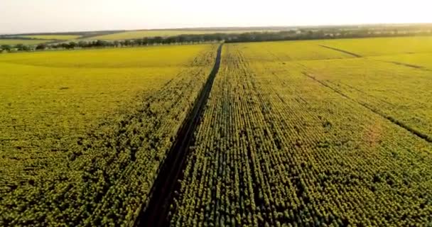 Der Landschaftlich Reizvolle Feldweg Durch Sonnenblumenfelder Luftbild — Stockvideo