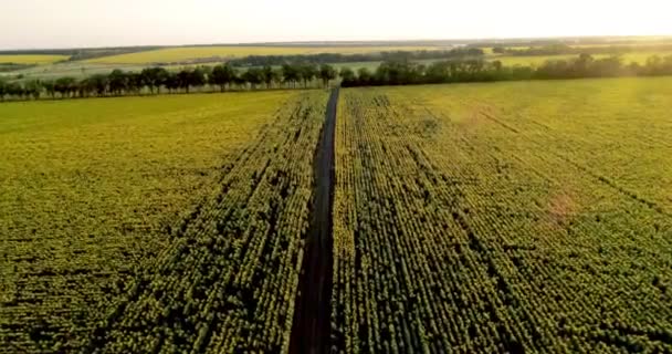 Doğal Toprak Yol Ile Ayçiçeği Alanlar Havadan Görünümü — Stok video