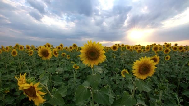 Champ de tournesol panoramique sur le coucher du soleil 