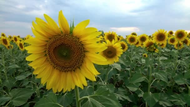 Gün Batımı Manzaralı Ayçiçeği Sahada — Stok video