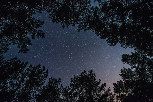 The bright starry sky in the night forest