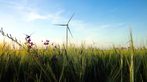 Yeşil Buğday Tarlasında Elektrik Üretimi Için Yel Değirmenleri Grubu — Stok video