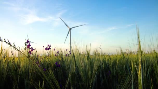 小麦の緑のフィールドでの電力生産のための風車のグループ — ストック動画