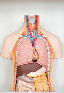 Bir kesim insan iç organlarda anatomik model