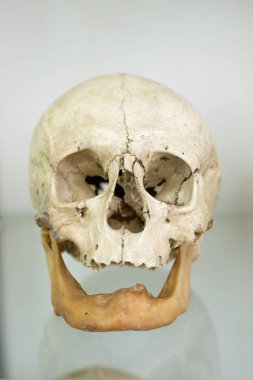 İnsan kafatası closeup, tıbbi araştırma