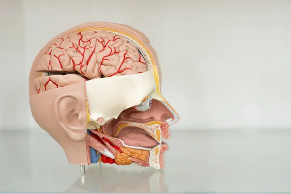 Anatomiczny Model Ludzkiej Głowy Cięcia — Zdjęcie stockowe
