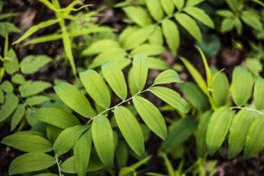 Yeşil yaprakpoligonatum multiflorum, arka plan