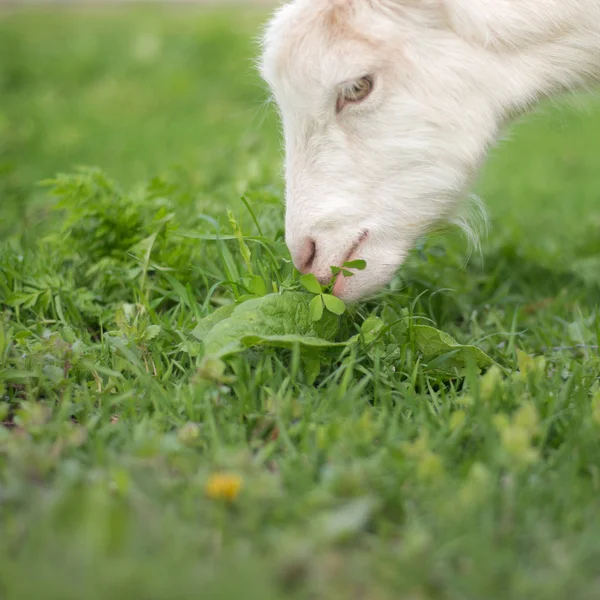 Ziege Frisst Gras Auf Einer Grünen Wiese — Stockfoto