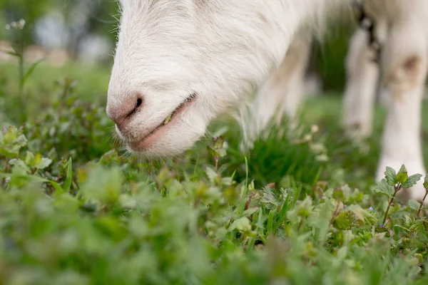 Ziege Frisst Gras Auf Einer Grünen Wiese Nahaufnahme — Stockfoto