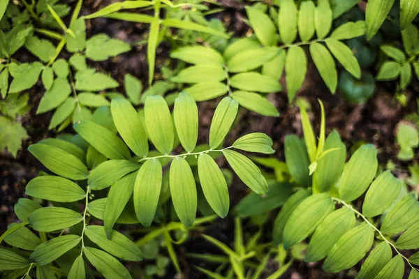 Follaje Verde Polygonatum Multiflorum Fondo — Foto de Stock