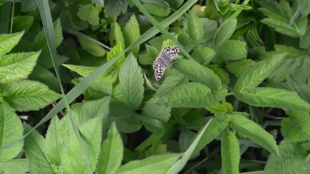 Μικρή Πεταλούδα Πράσινο Φύλλωμα Goutweed Συνηθισμένο — Αρχείο Βίντεο