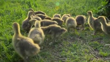 Geleneksel serbest menzilli kümes hayvanı çiftliğinde ot yiyen küçük goslings
